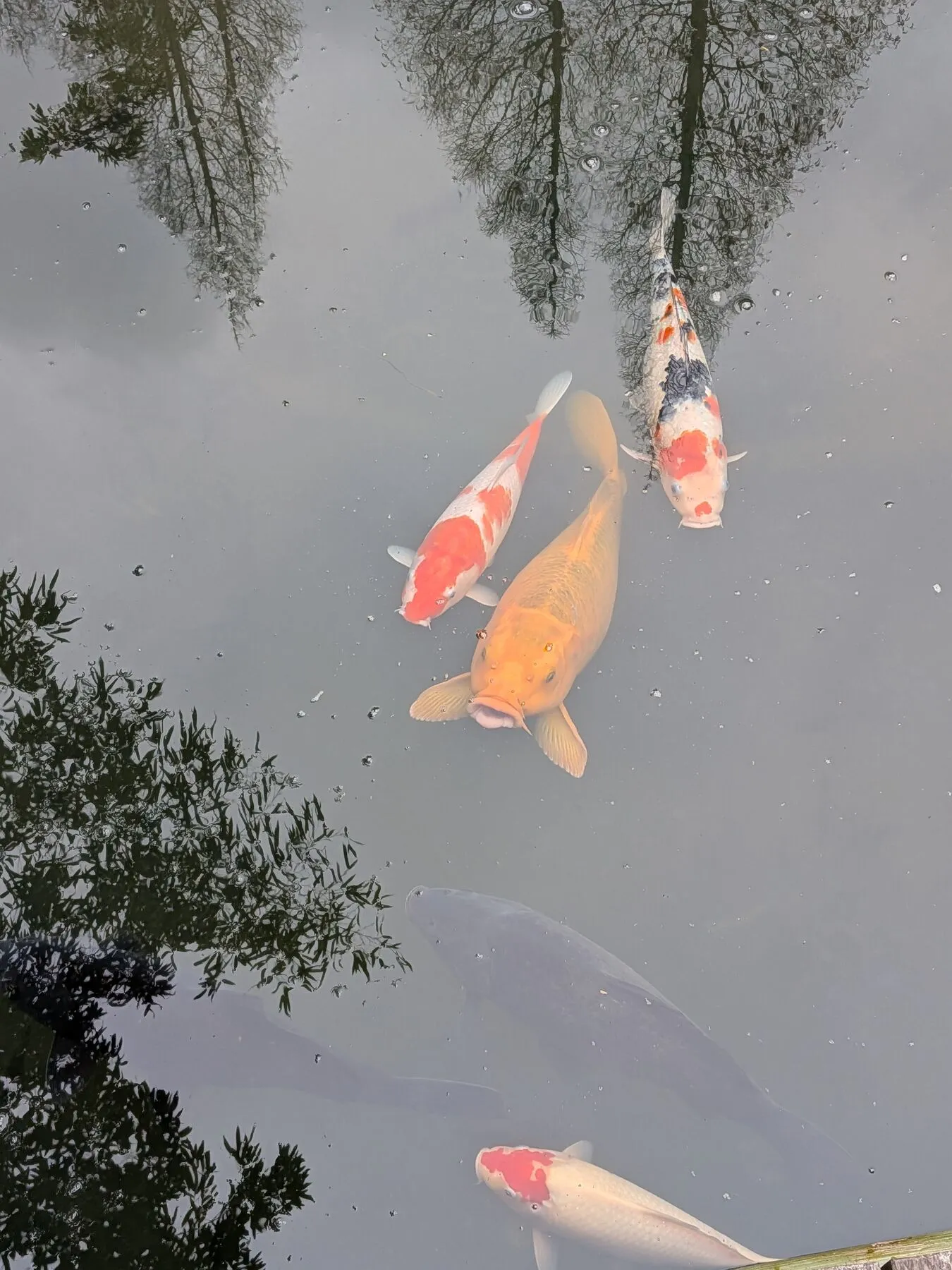 Feeding Koi fish in Ke Zhi Garden