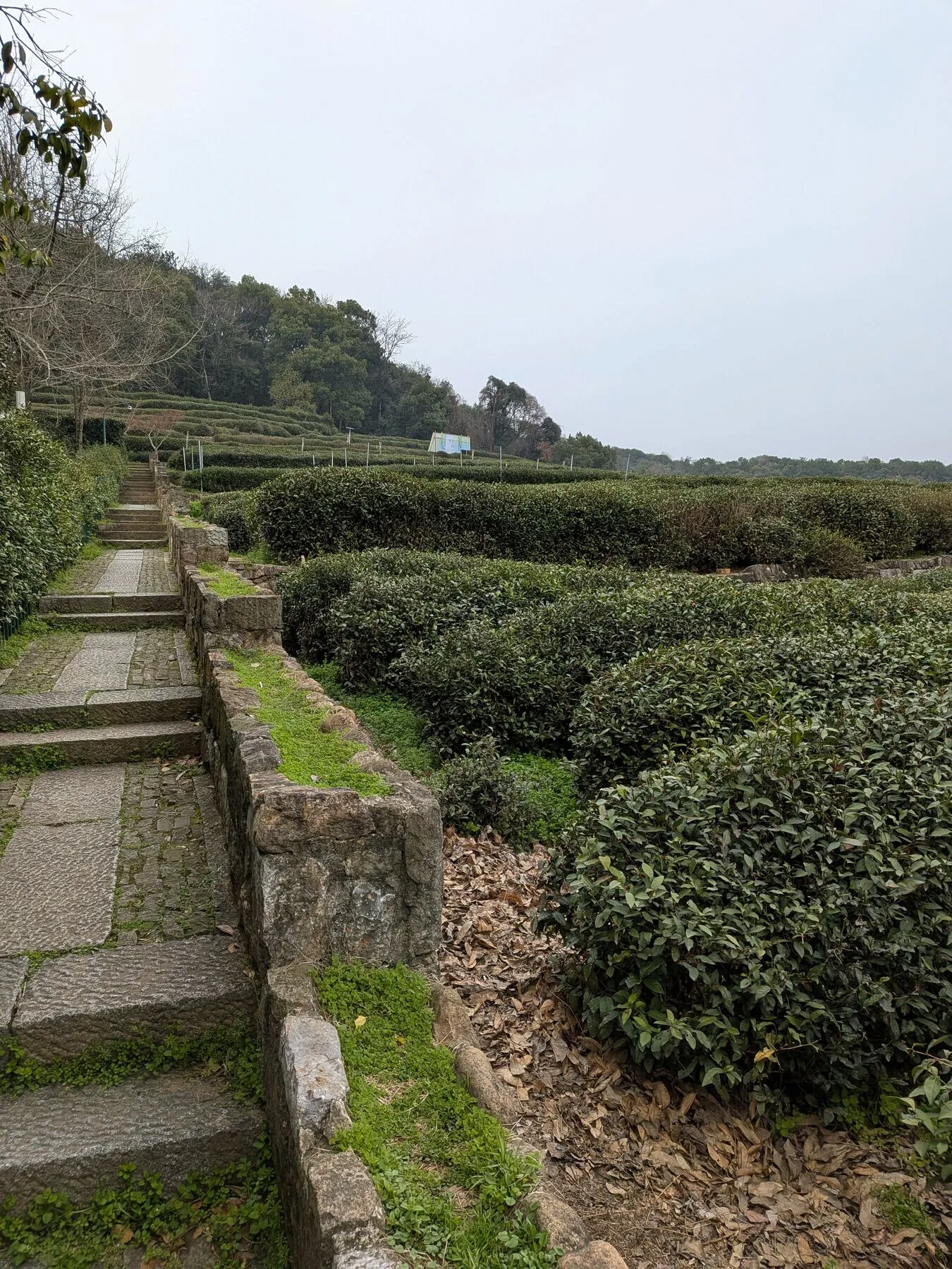 The tea plantations behind the museum