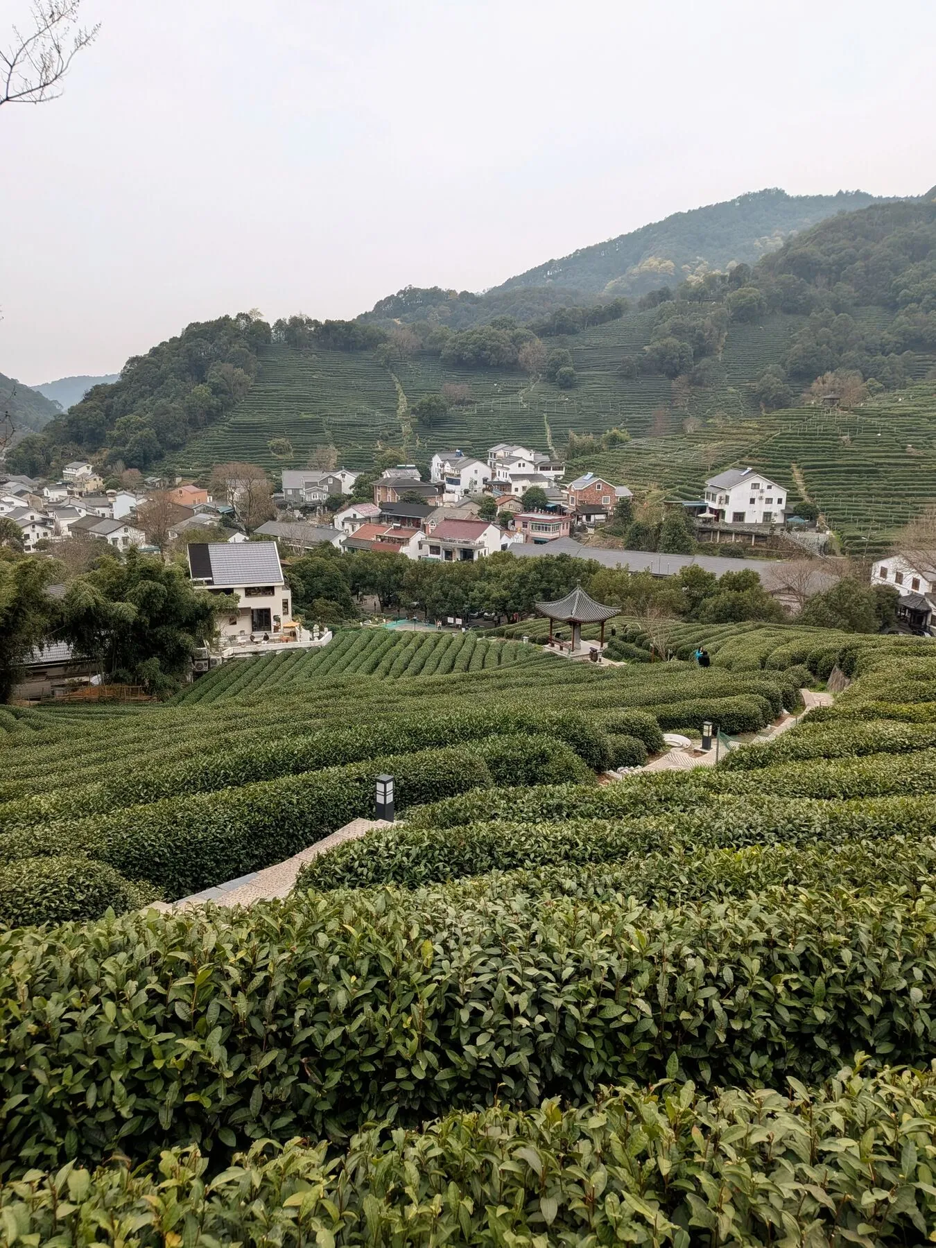 The view from the top of the tea plantation